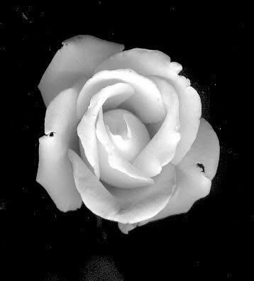 flor