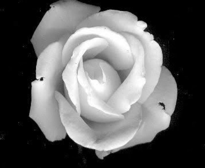 flor