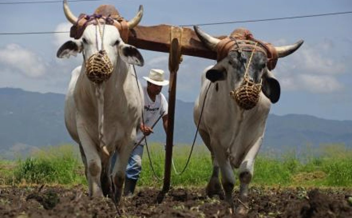 jornaleros