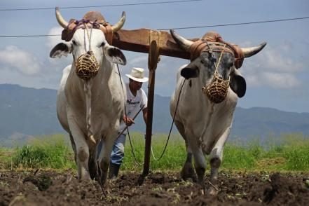 jornaleros