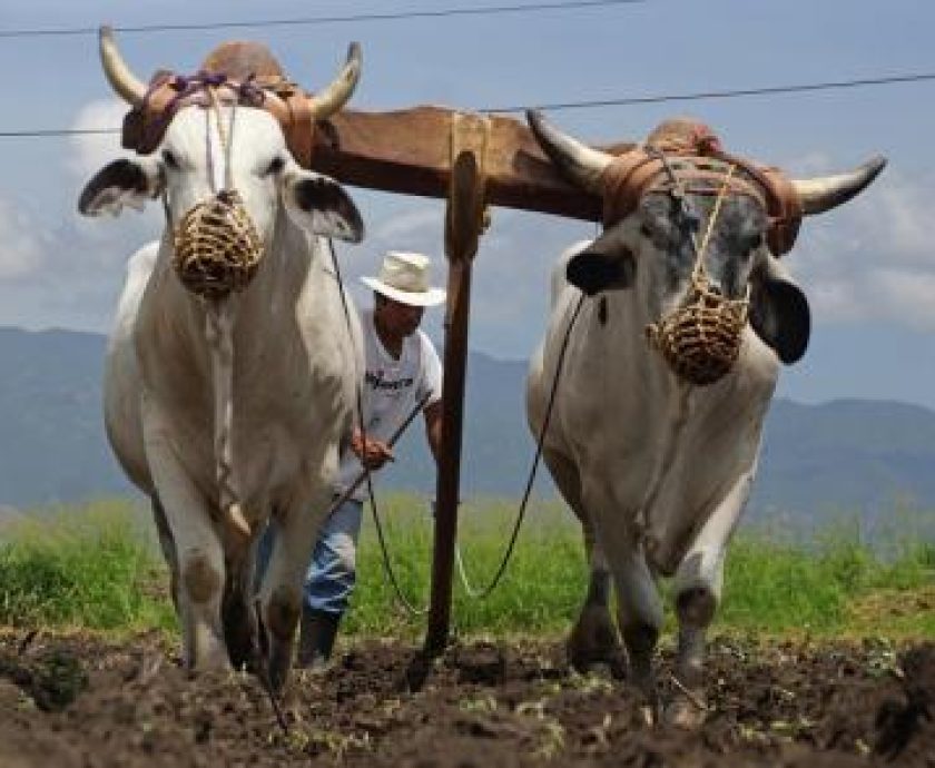 jornaleros