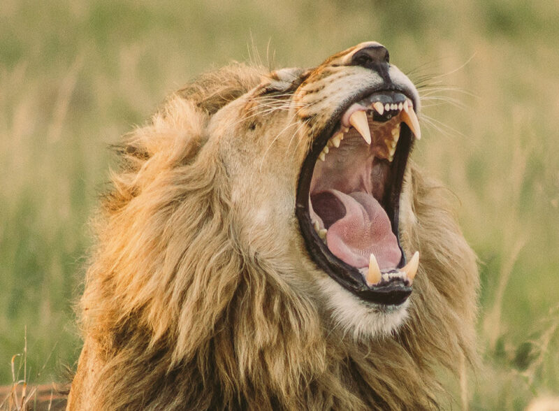 We Need Protect Animals  from Poachers in Africa